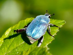 Hoplie bleue