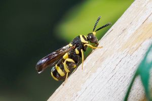 L'hôtel à insectes (fin)