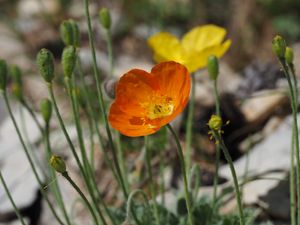 Flore des pierriers sommitaux du Ventoux