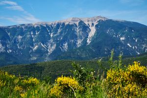 Flore des pierriers sommitaux du Ventoux