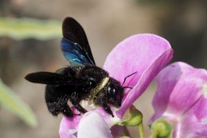 Stratégies de pollinisation : des Fabacées très sélectives (suite)