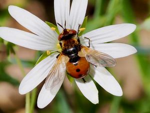 Tachinaire coccinelle