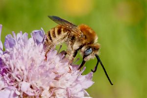 Les abeilles solitaires