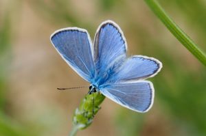 Papillons de jour du Nord-Vaucluse