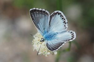 Bleu-nacré d'Espagne