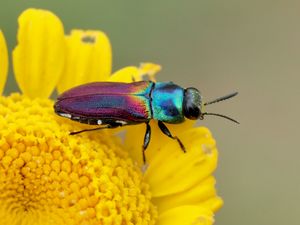 Anthaxie à élytres rouges