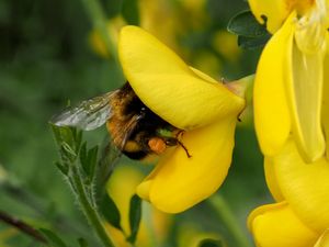 Stratégies de pollinisation : des Fabacées très sélectives