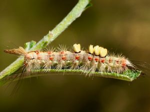 Etoilée ou Bombyx étoilé