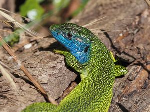 Lézard vert occidental