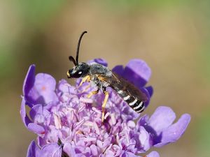 Abeilles sauvages du Nord-Vaucluse