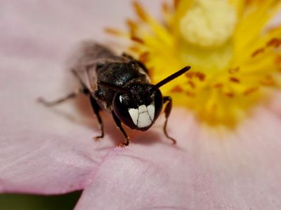 Hylaeus sp.