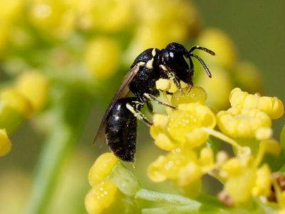 Hylaeus sp.