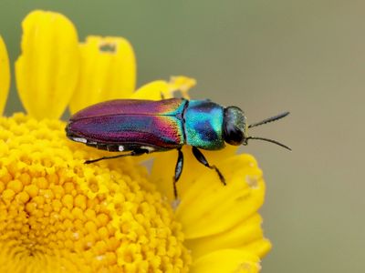 Anthaxia ignipennis