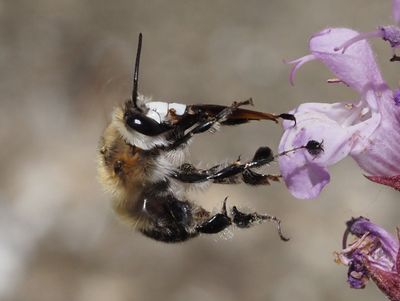 Anthophora dufourii