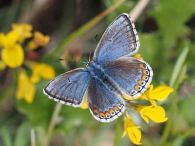 Lysandra bellargus