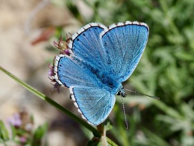 Lysandra bellargus