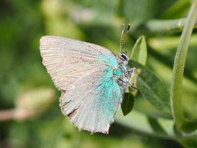 Callophrys rubi