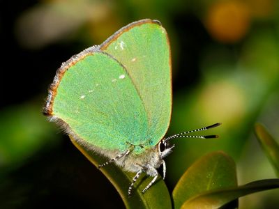 Callophrys rubi