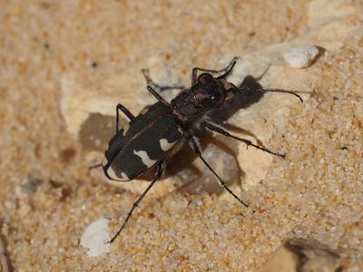 Cicindela hybrida