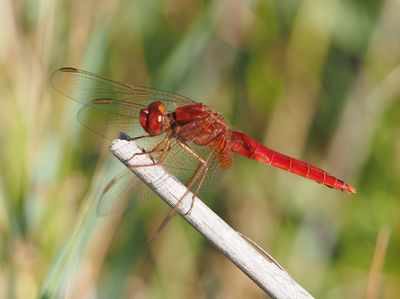 Crocothemis