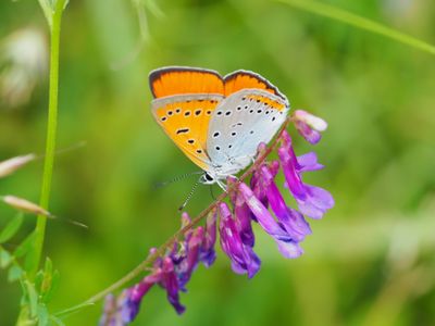 Lycaena dispar