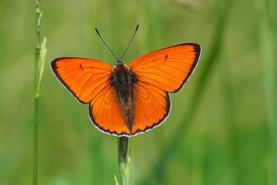 Lycaena dispar