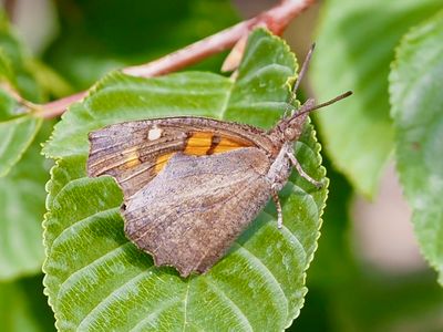 Libythea celtis