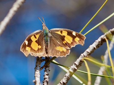 Libythea celtis