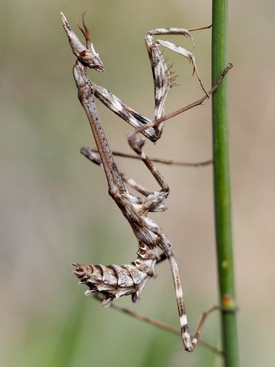 Empusa pennata