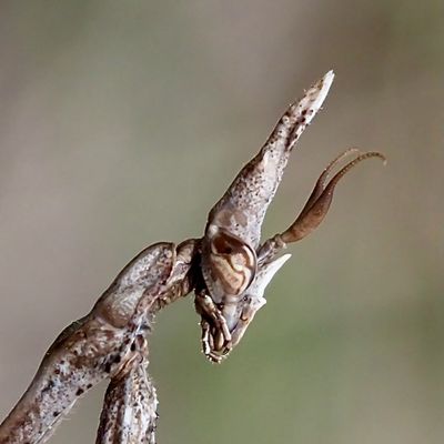 Empusa pennata