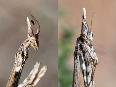 Empusa pennata