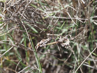 Empusa pennata