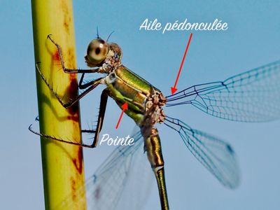 Chalcolestes viridis