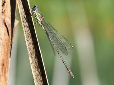 Chalcolestes viridis