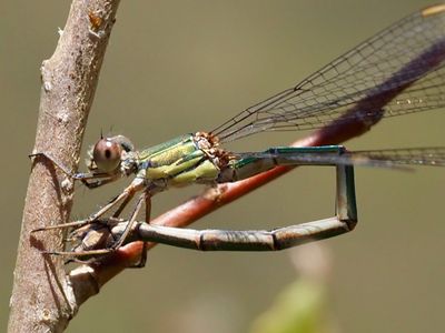 Chalcolestes viridis