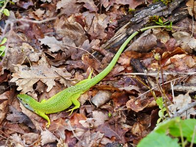 Lézard vert