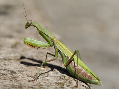 Mantis religiosa