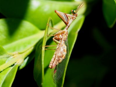 Mantispa styriaca