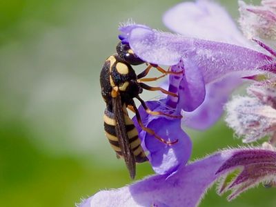 Celonites abbreviatus