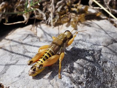 Podisma amedegnatoae