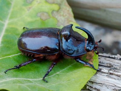 Oryctes nasicornis