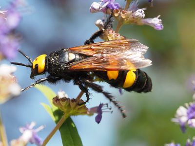 Megascolia maculata