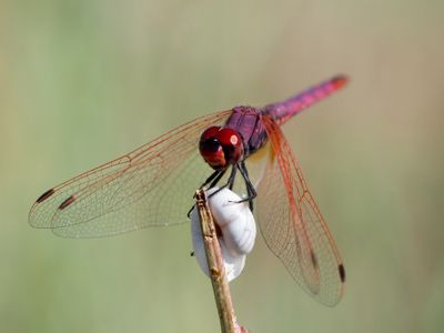 Trithemis annulata