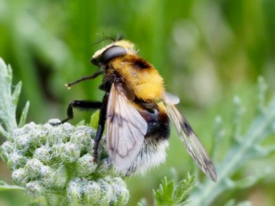 Volucella bombylans